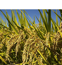 米サイロ・自動計米装置のイメージ